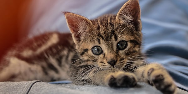 How Much Do All Kitten Shots Cost